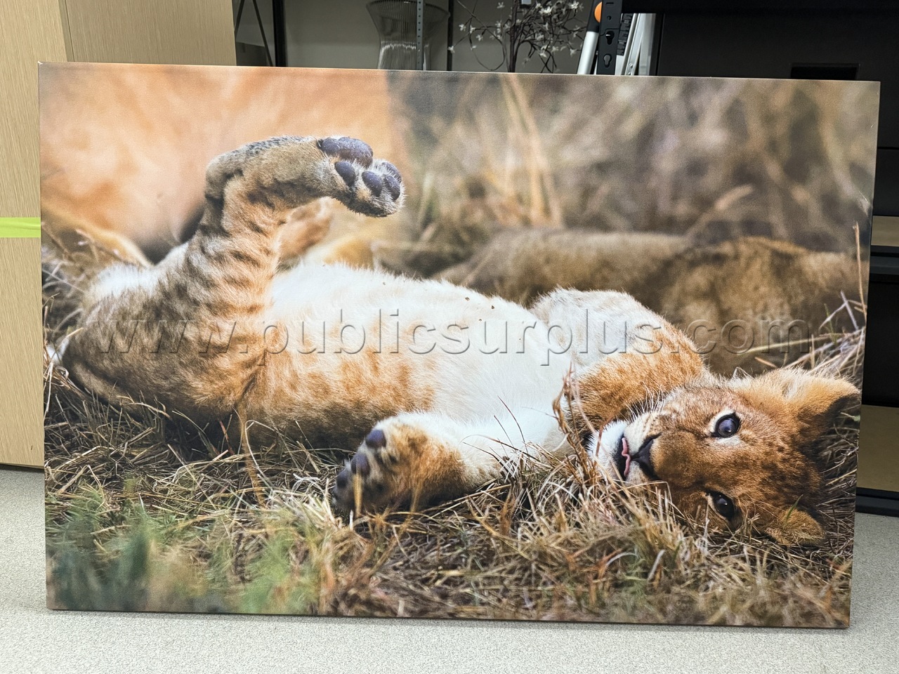 Auction#224- Baby lion canvas — photo 1