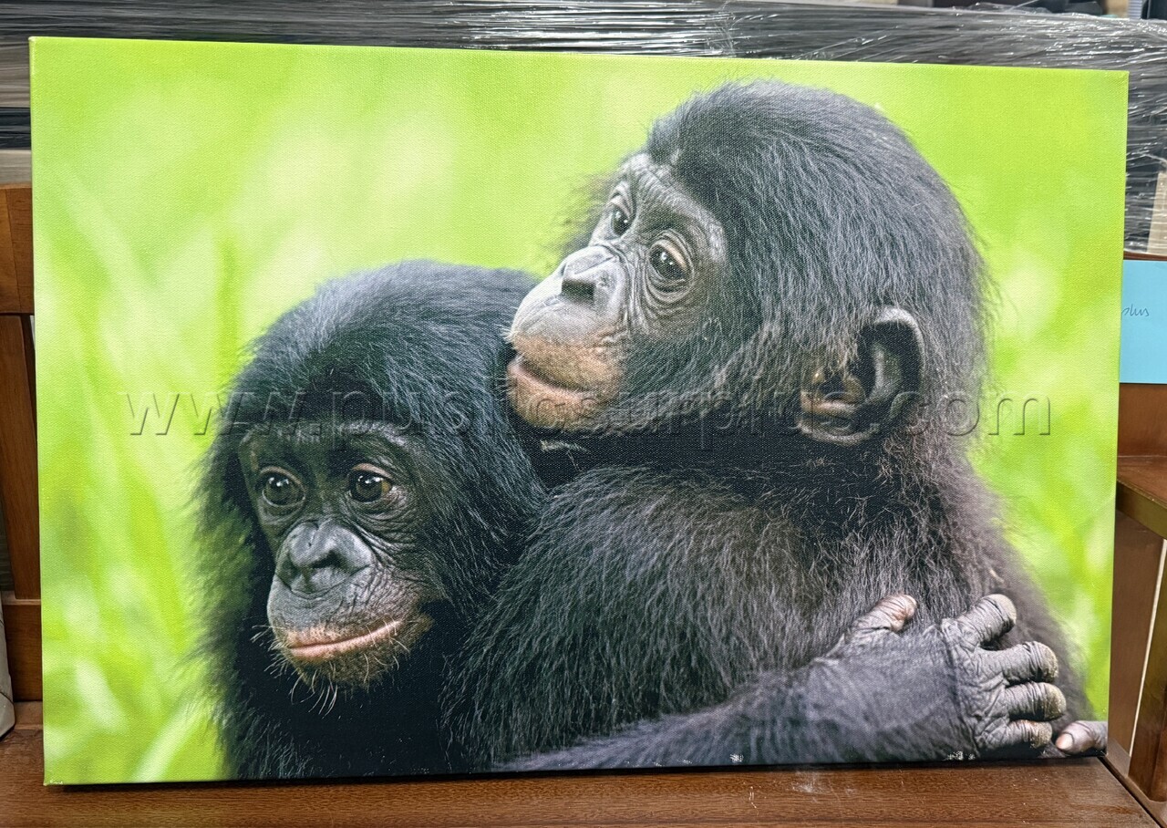 Auction#215- Baby monkeys canvas — photo 1