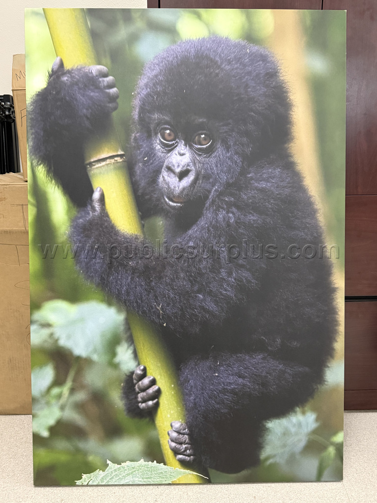 Auction#158- Baby gorilla canvas — photo 1
