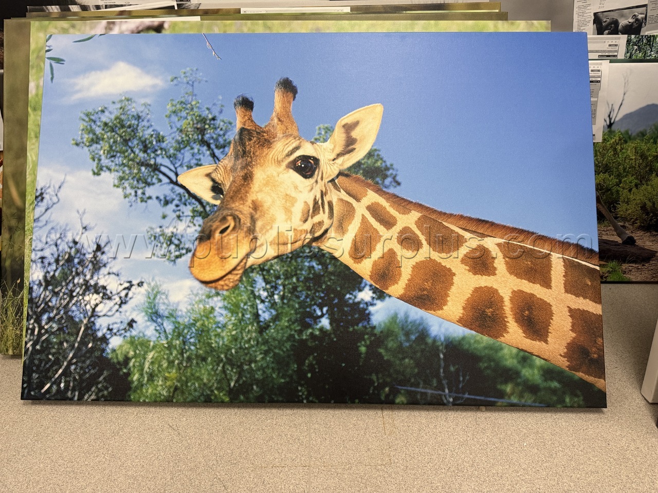 Auction#186- Giraffe canvas — photo 1