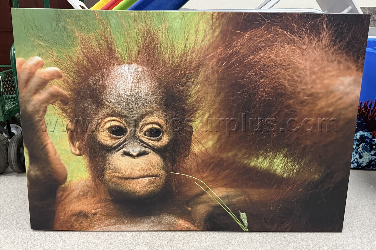 Auction#253- Baby monkey canvas — photo 1