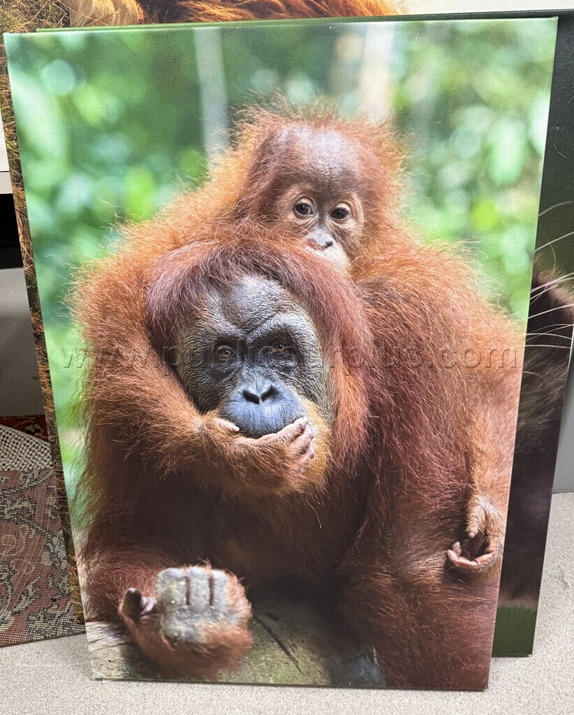 Auction#312- mama/baby orangutan canvas — photo 1