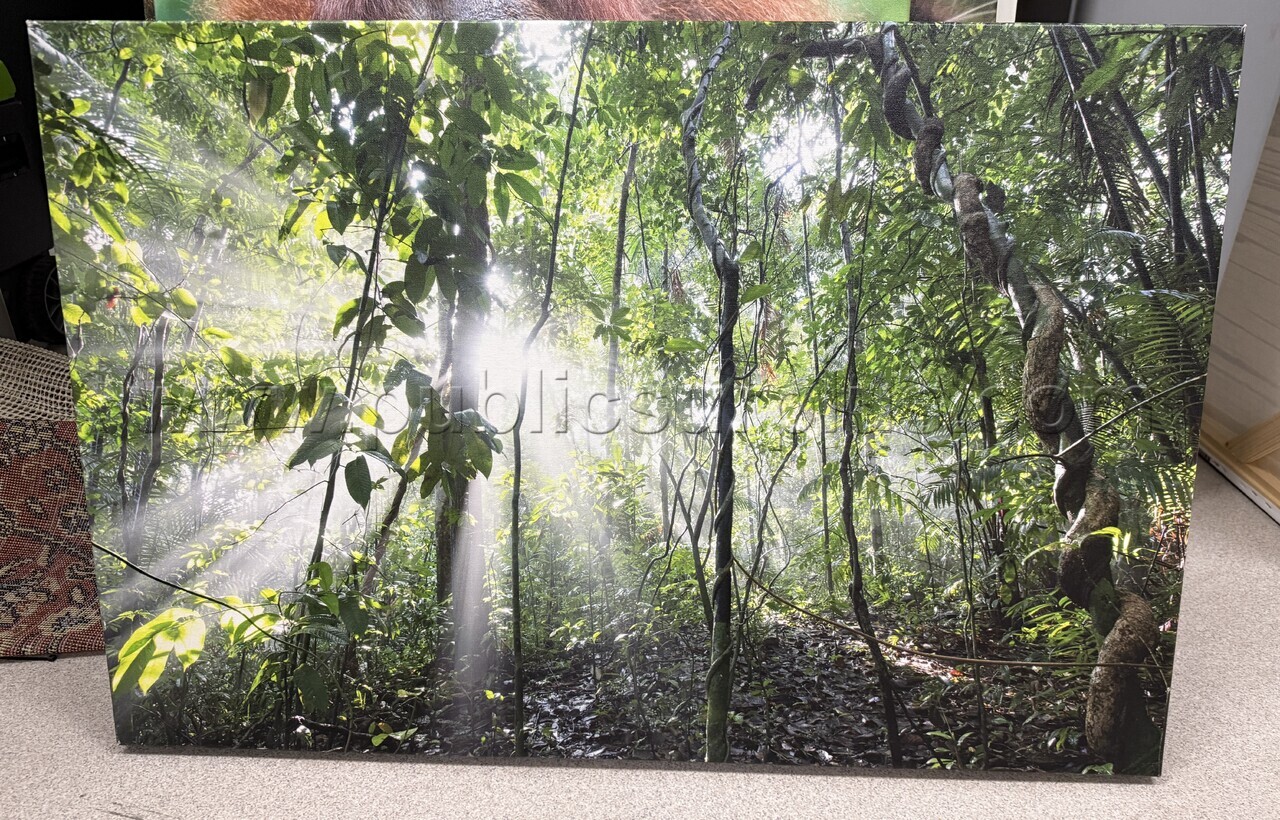 Auction#322- Tropical rainforest canvas — photo 1